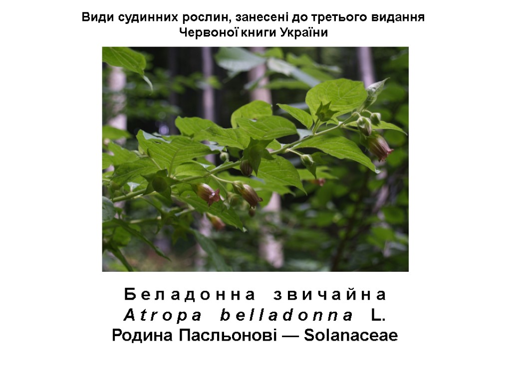 Види судинних рослин, занесені до третього видання Червоної книги України Б е л а